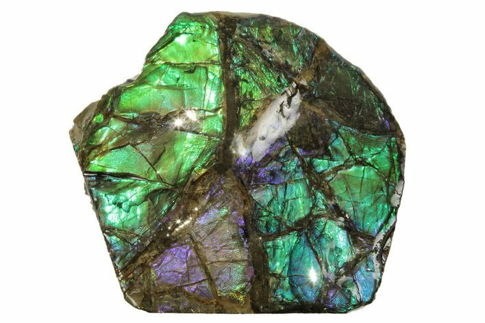 Iridescent Ammolite (Fossil Ammonite Shell) - Rare Purple Color! #207182